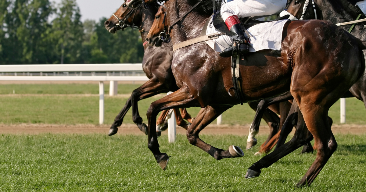 The Racehorse Expense [How Much Racehorses Cost]